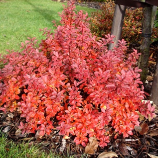     Berberis thunbergii Admiration